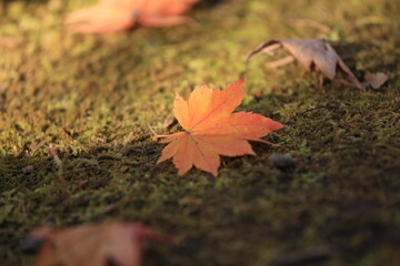 秋の紅葉