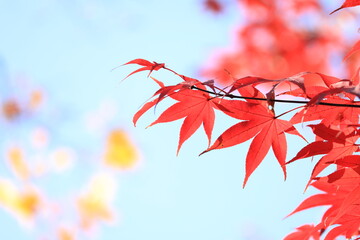 秋の紅葉