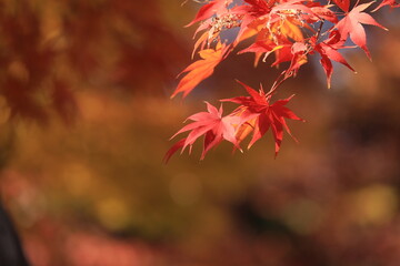 秋の紅葉