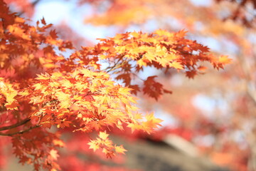 秋の紅葉