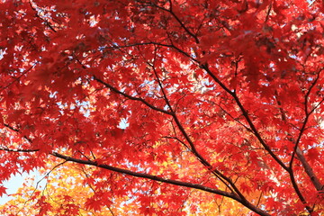 秋の紅葉