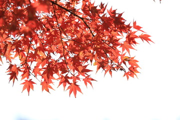 秋の紅葉