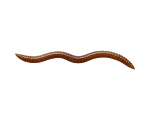 Worms on transparent background