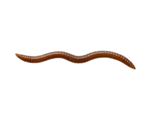 Worms on transparent background