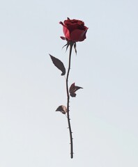 A single red rose with a long stem and leaves on a white bg