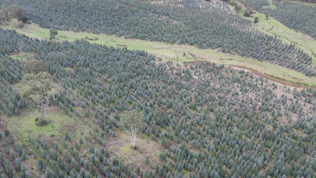 Aerial footage of a young, two year old plantation of Eucalyptus globulus, blue gum. Chetwynd, western Victoria, Australia, June 2023.