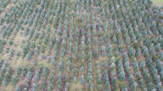 Sideways aerial view over a young, two year old plantation of Eucalyptus globulus, blue gum. Chetwynd, western Victoria, Australia, June 2023.