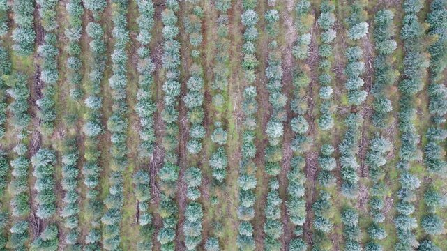 Aerial view looking directly down over a young, two year old plantation of Eucalyptus globulus, blue gum. Chetwynd, western Victoria, Australia, June 2023.