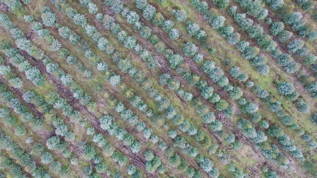Reverse aerial footage looking directly down over a young, two year old plantation of Eucalyptus globulus, blue gum. Chetwynd, western Victoria, Australia, June 2023.