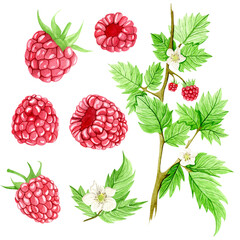 Watercolor raspberry set with ripe berries, green leaves, and white flowers. hand-painted botanical illustration isolated on white background. summer fruit collection for design and decoration