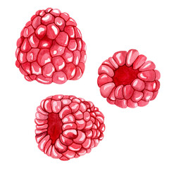 Watercolor set of three juicy and bright raspberries. Hand drawn botanical illustration on white background. Summer fruit collection for design and decor