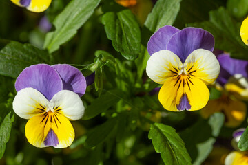 Blühende Horn-Veilchen (Viola cornuta) Blumen, Deutschland