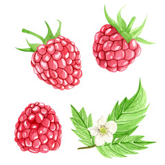 Watercolor set of three juicy and bright raspberries with leaf and flower. Hand drawn botanical illustration on white background. Summer fruit collection for design and decor