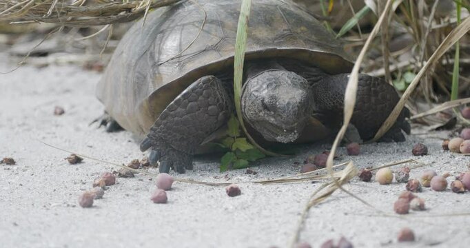 Gopher tortoise slowly walks across sandy ground while chewing food
