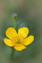 A vibrant yellow buttercup, Ranunculus acris flower stands out against a blurred green backdrop