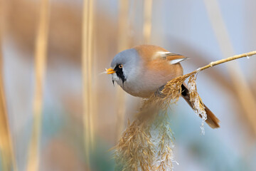 Bearded Reedling on branch