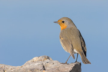 robin red breast	
