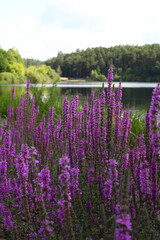 Fototapeta premium Olsztyn, Poland - July 17, 2013: Vibrant purple wildflowers bloom near tranquil lake surrounded by lush greenery, showcasing the beauty of nature in a serene outdoor setting