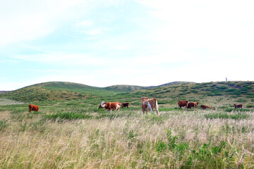 Fototapeta premium The cattle are eating grass on the grassland