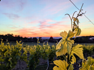 beautiful sunset, grape fields, grape leaves, beautiful summer sunny landscape, sunrise in nature