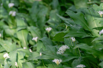 Obraz premium Wild Garlic Flowers Bloom Springtime Nature