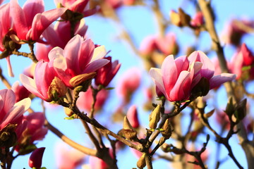 Blooming magnolia flower, very beautiful