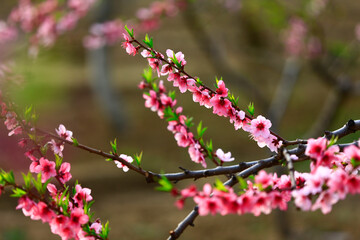 Blooming peach blossom, very beautiful