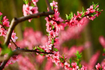 Blooming peach blossom, very beautiful