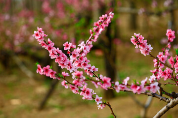 Blooming peach blossom, very beautiful
