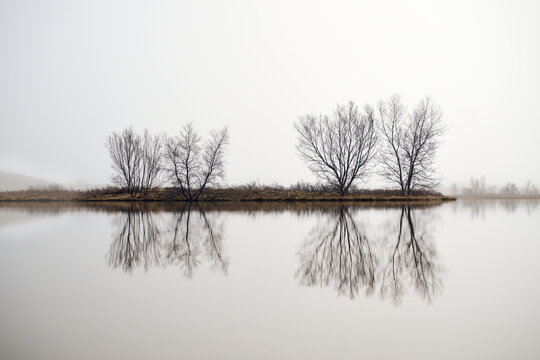 Leafless trees reflecting in a lake on a foggy day