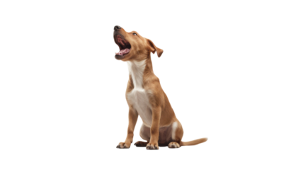 Beagle Dog Howling with Open Mouth Isolated on White Background