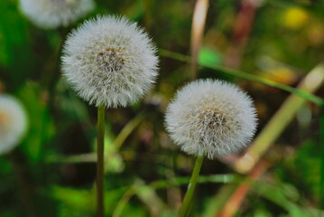 Kujawskie łąki. Poland