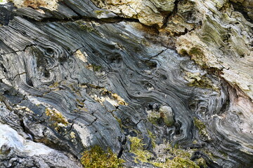 Stare obumarłe drzewo. 