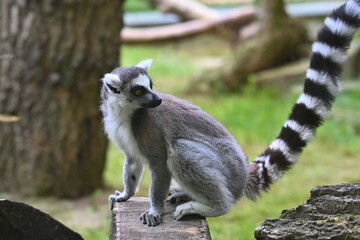 Lemur