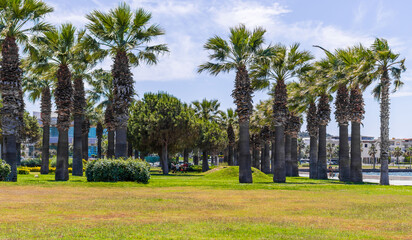Fototapeta premium Aliaga, Turkey - May 28, 2025: tropical park with palm trees and green grass under a blue sky. Ideal for vacation, travel background, and relaxation themes.
