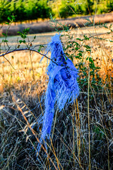 A piece of tattered blue fabric, possibly plastic or cloth, caught on tree branches amidst dry tall...