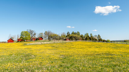 A typically red wooden house and barn in a Swedish summer landscape