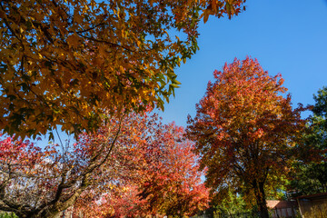 Blackheath is a town located near the highest point of the Blue Mountains, between Katoomba and Mount Victoria in New South Wales, Australia. 