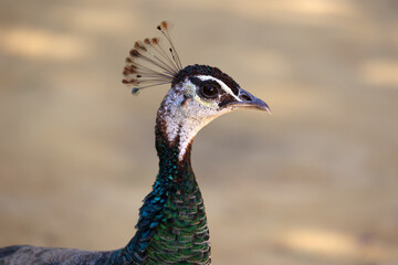 Obraz premium Portrait of a female peacock from close up in the garden of the Alcazar of Seville