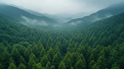 Fototapeta premium Ethereal mountain valley covered in dense coniferous forest and blanketed by light atmospheric mist natural woodland