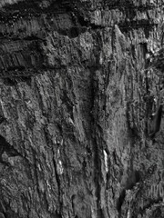 Black and White of Tree Skin Texture, Perfect for dark Background and Wallpaper