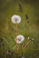 Field plants on a sunny June day. Landscape in the countryside.