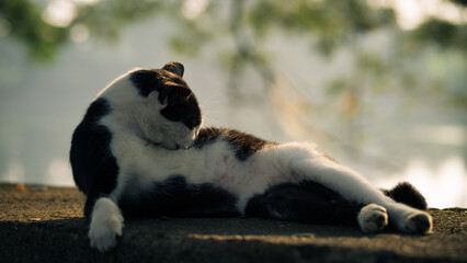 Black and White Cat Relaxing Outdoors in Natural Light