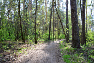 A path through a vibrant spring forest with pine trees