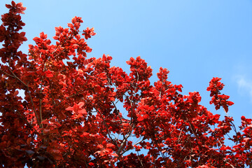 Beautiful bougainvillea flowers in Spring
