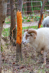 Rare breed Drenthe heath sheep stripping bark from a tree