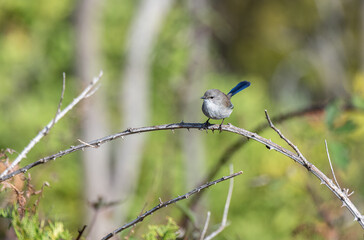 Young Male Superb Fairy Wren, Mount Lofty, Adelaide, South Australia, Australia
