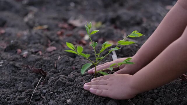 Child's hands planting a tree. Concept of loving the world and conserving the environment. Solving the problem of global warming.