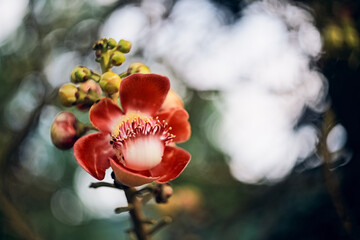 Close up of the red flower of a canon ball tree (Couroupita guianensis)