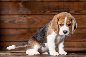 Beagle puppy poses for a photo